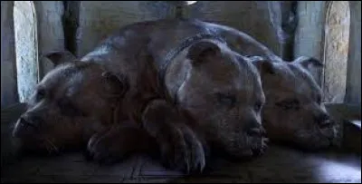 Comment s'appelle le chien à 3 têtes qui garde la pierre philosophale ?