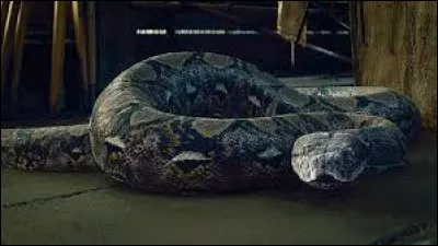 Comment s'appelle le serpent de Voldemort ?