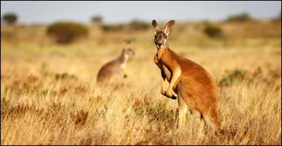 "En France, lorsque l'on nous parle de ce pays, nous avons souvent tendance à nous référer aux kangourous." Quel est ce pays ?