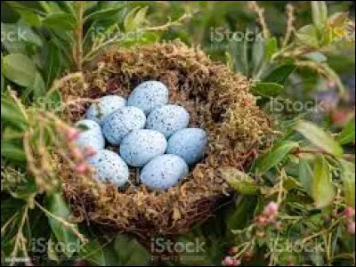 Pendant combien de temps couve-t-il ses �ufs ?