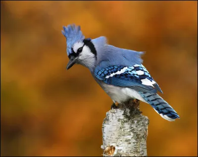 Pourquoi le geai bleu a-t-il parfois la huppe relev&eacute;e ?