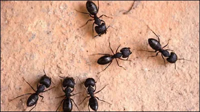 Pourquoi le geai prend-il un bain de fourmis ?