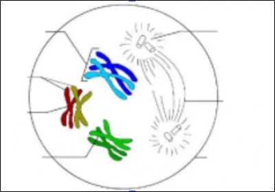 Parmi les propositions suivantes concernant la cellule ci-dessous, laquelle est exacte ?