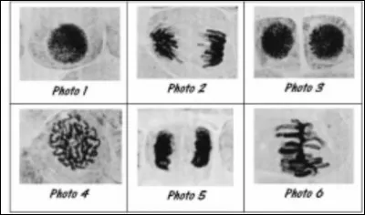 Les photos ci-dessous montrent une même cellule à différent moment de son cycle cellulaire. Parmi les propositions suivantes, laquelle est vraie ?