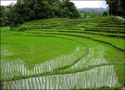 Quel est le nom de la culture du riz ?