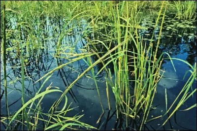 Quel est le nom de ce riz appelé également '' zizanie des marais'' ?