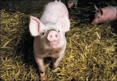 Comment dit-on le "cochon" en anglais ?