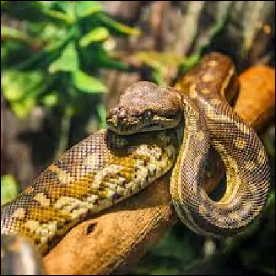 Comment dit-on le "serpent" en anglais ?