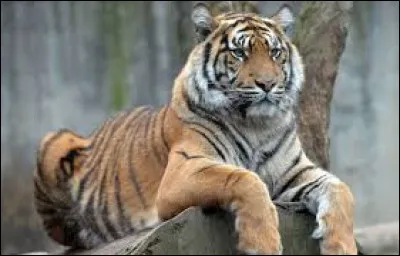 Comment dit-on le "tigre" en anglais ?