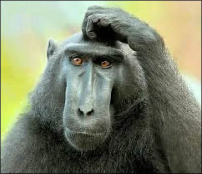 Fut lente, avant de vous prendre la tête !