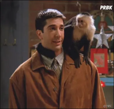Dans la série TV Friends, comment s'appelle le singe capucin ?