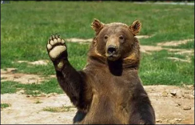 Ours se dit "bear" en anglais.