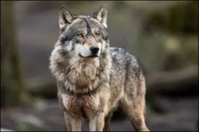 Quel est cet animal ?