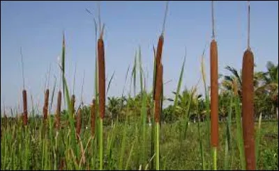 Que faut-il ajouter à "ros" pour obtenir le nom de cette plante ?