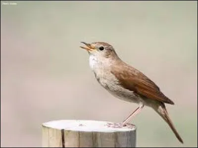 Que faut-il ajouter à "ros" pour obtenir le nom de ce bel oiseau connu pour son chant ?
