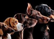 Quiz 1-Les races de chiens de berger