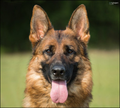 Quelle est la race de ce chien ?