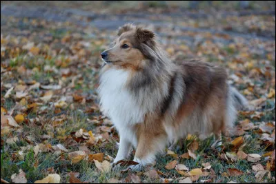Quelle est la race de ce chien ?