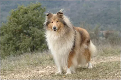 Quelle est la race de ce chien ?