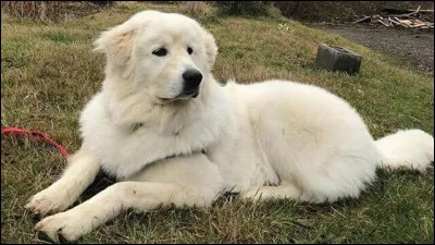 Quelle est la race de ce chien ?