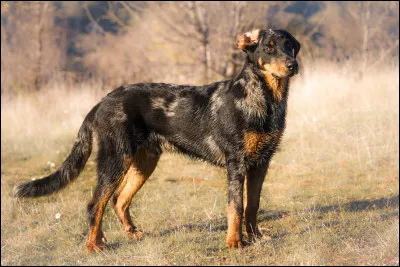 Quelle est la race de ce chien ?