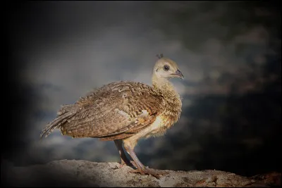 Qu'est-ce qu'un "peachick" ?
