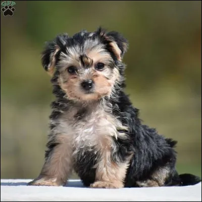 Quel est cet animal sur l'image ?