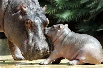 Qu'est-ce qu'un bébé hippopotame ?