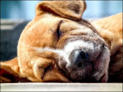 Lorsque la sarcelle pousse son cri, elle...