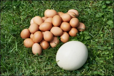 Quel est le poids moyen d'un oeuf d'autruche ?