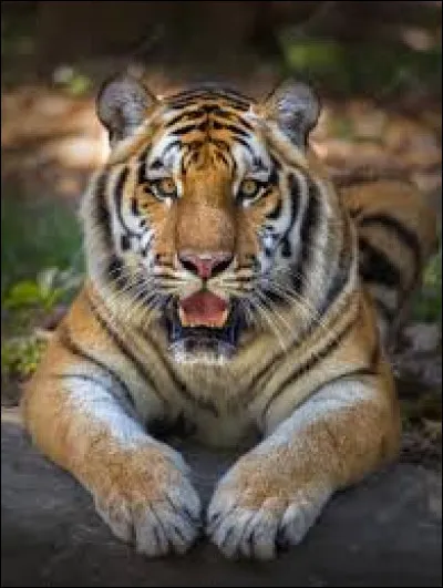 Cet animal est un tigre.