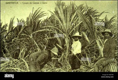 Comment se nomment les esclaves qui travaillent dans les plantations ?