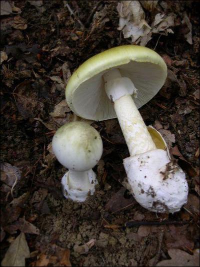 Quel est ce champignon mortel que vous ne devez pas cueillir ? (l'autre est comestible)