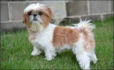 Faune : Quelle est cette race de chien ?