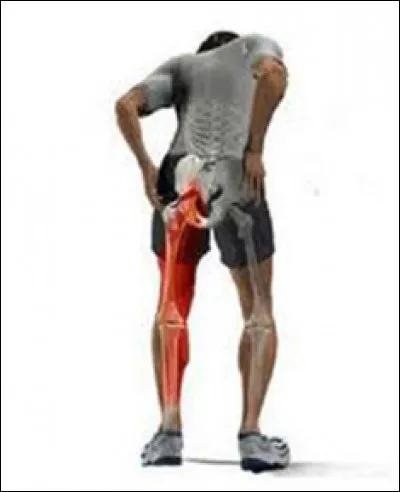 Science : Quel est le plus gros et long nerf de l'organisme humain ?