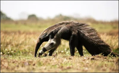 Faune : quel est cet animal ?