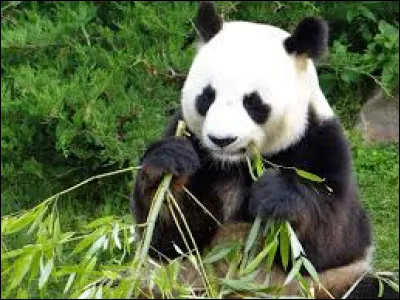 Un panda est rose.