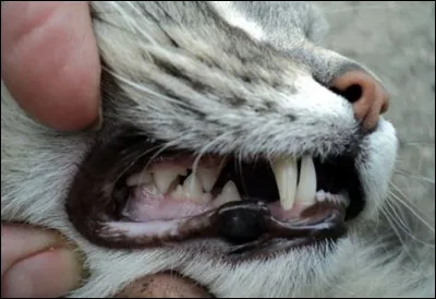 À quoi servent les grandes dents des chats ?