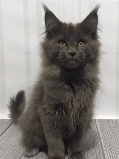 À la première portée, le premier chat qui sort risque de naître mort ?