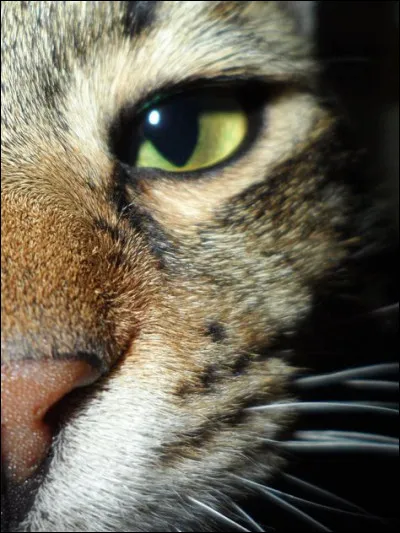 Quand les chats sont encore petits, de quelle couleur sont leurs yeux ?