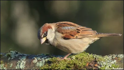 Voudrais-tu avoir des ailes ?