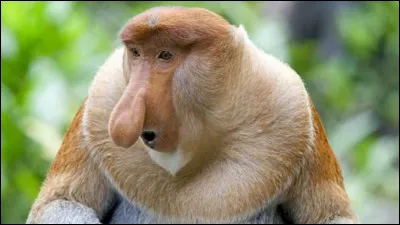 Quel est le nom de ce singe au nez particulier ?