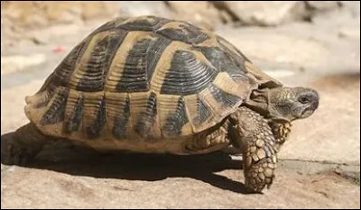 Quel est cet animal ?