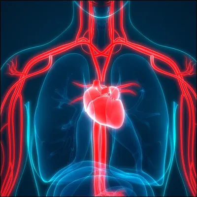 De quelle couleur sont les veines de l'Homme ?