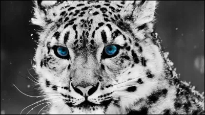 Comment trouves-tu la photo au-dessus de cette question ?