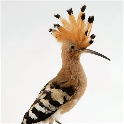 Quel rapace se distingue par ses aigrettes sur la t&ecirc;te ?