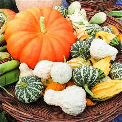 Quel cucurbitac&eacute;e a &eacute;t&eacute; cr&eacute;&eacute; au Japon et import&eacute; en France au XXe si&egrave;cle ?