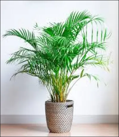 Cette plante est rouge.