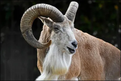 Faune : Quel est cet animal ?