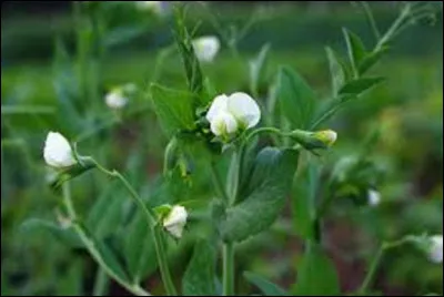 Qui est lauteur-compositeur et interprète, toujours vivant, de la chanson ''Fleur de petit pois'' ?